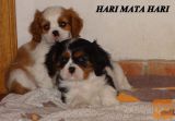 Cavalier King Charles Španjel