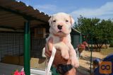 Dogo argentino - argentinska doga mladički