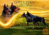 Doberman mladički