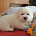 Coton de Tulear ~ mladički