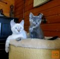 Oddamo mucko: MAU in MITZI, samček, samička