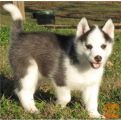 Sibirski husky