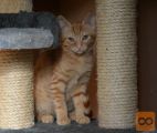Oddamo mucko: GARFI, samček