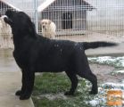 LABRADOR