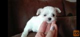 Maltezer i coton de tulear stenci na prodaju