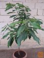 AVOKADO