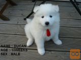 Samoyed puppies