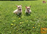 lepi Pembrokeshire Corgi mladički