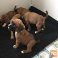 Boxer Mladički so na voljo