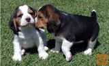 Beagle mladički so zdaj na voljo
