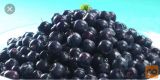 Gozdne borovnice 1kg 7€ Maribor