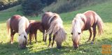 Šetlandski poni družino PRODAM