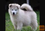 Aljaski malamut i akita inu stenci na prodaju