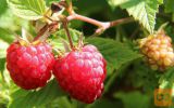 Sadike malin (Rubus idaeus L.)