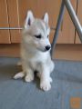 ljubek Sibirski Husky