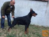 Doberman štene