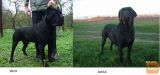 CANE CORSO-REZERVACIJA!!!