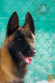Mladiče Belgijskega ovčarja (Malinoja) prodam