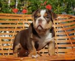 Colour English bulldog puppies