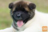 Akita inu i aljaski malamut stenci na prodaju