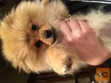 Pomeranec, 4 mjeseca, ORIGINAL