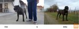 CANE CORSO LEGLO 21.03.2019 REZERVACIJE