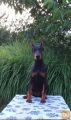 Doberman štenci