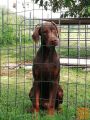 DOBERMAN MLADIČ