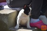 Francuski buldog štenci