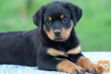 Rotvajler i doberman stenci na prodaju
