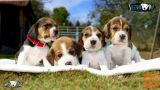 Beagle mladiči/mladički – rezervacije! (SLIKE/+Pro/HD VIDEO)