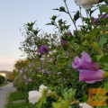 PRODAM SADIKE HIBISKUSA BELE, VIJOIČNE..CLERODENDROM