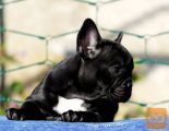 Francuski buldog štenci