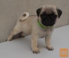 mops mladiči stari 12 tednov