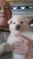 Akita inu štenci