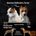 Američki stafordski terijer štenci