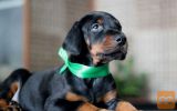 Doberman i rotvajler stenci na prodaju