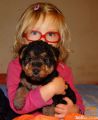 VALIŽANSKI TERIER - WELSH TERRIER