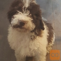 LAGOTTO ROMAGNOLO