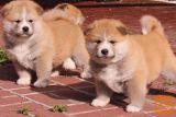 Mladiči Akita inu