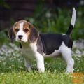 dragoceni psički Beagle