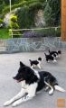 Border collie, mejni škotski ovčar, mladički