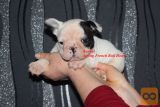 Francuski buldog