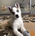 Sibirski haski i samojed stenci na prodaju