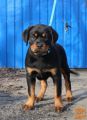 Rotvajler i doberman stenci na prodaju