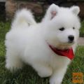 Samojed mladički