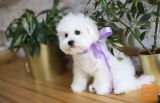 Bichon i bolonjezer stenci na prodaju