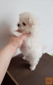 Simpatični psički Maltipoo