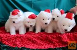 Samoyed puppies for sale.