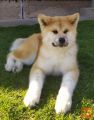 Japonska Akita (Akita-Inu) samec, star 7 meseci